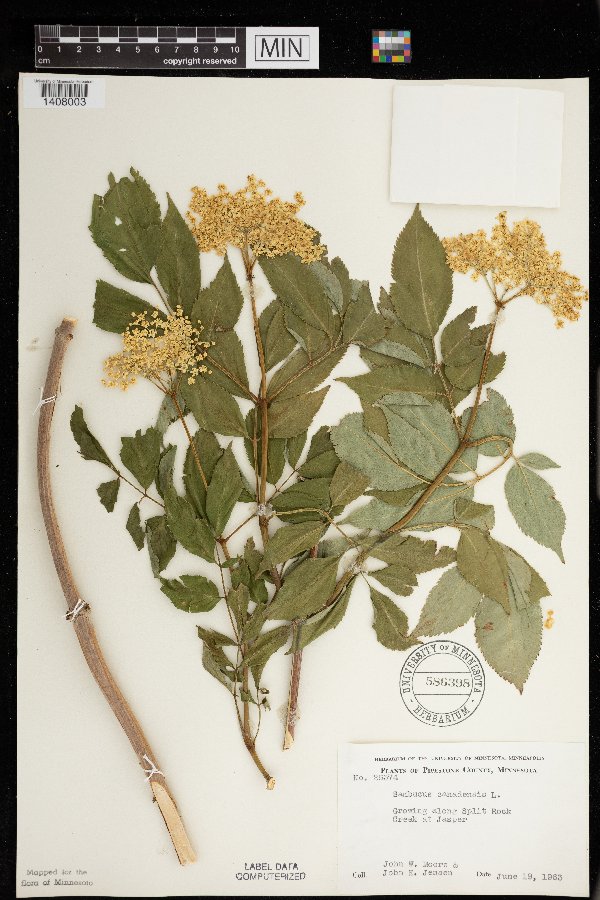 Sambucus nigra image