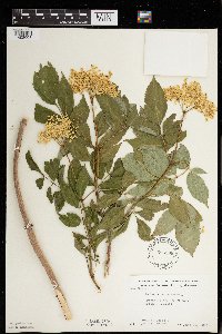 Sambucus nigra subsp. canadensis image