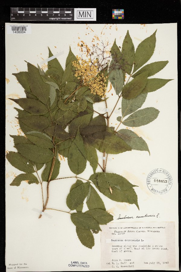 Sambucus nigra subsp. canadensis image