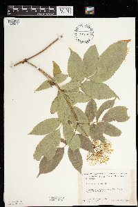 Sambucus nigra image
