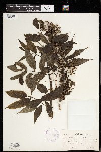 Sambucus racemosa image