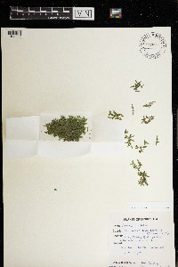 Lemna trisulca image