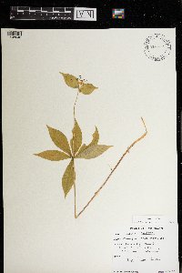 Medeola virginiana image