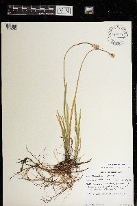 Triantha glutinosa image