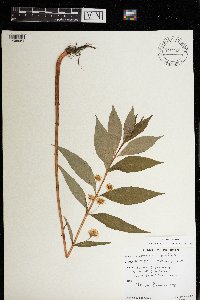 Image Associated With the Occurrence