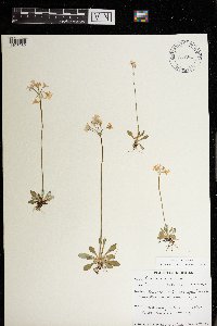 Primula mistassinica image