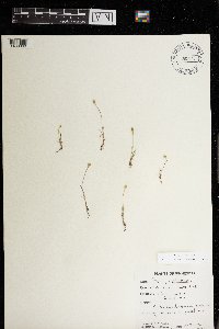 Plantago patagonica image