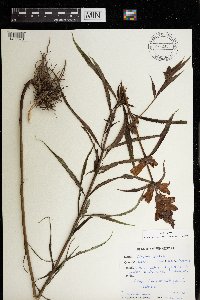 Chelone glabra image