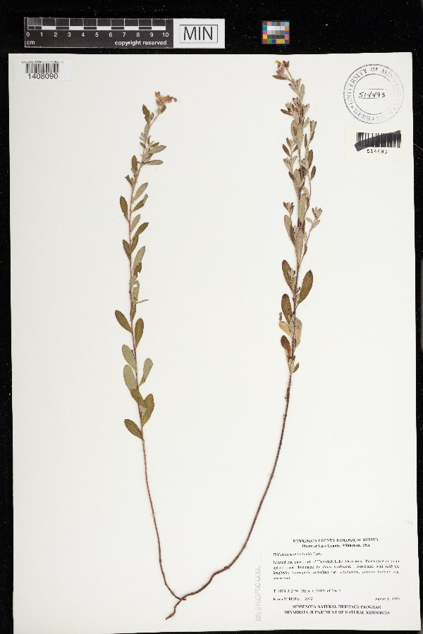 Crocanthemum bicknellii image