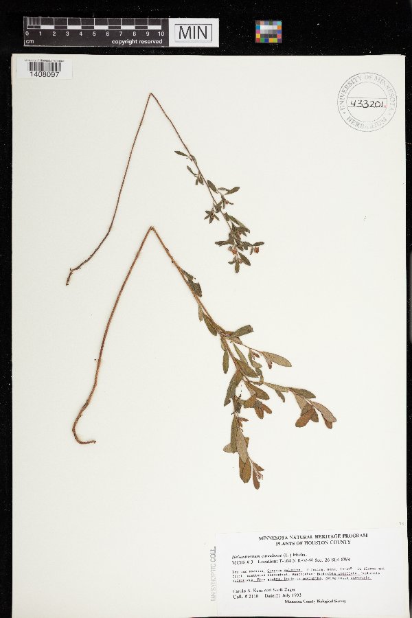 Crocanthemum canadense image