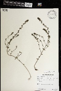 Euphrasia stricta image
