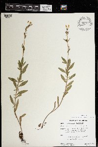 Oenothera perennis image