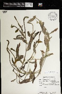 Potamogeton illinoensis image