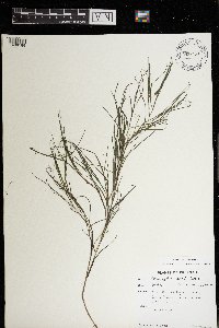 Stuckenia pectinata image