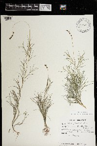 Stuckenia pectinata image