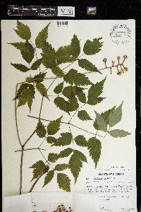 Actaea pachypoda image