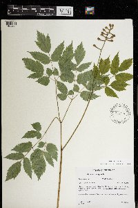 Actaea pachypoda image