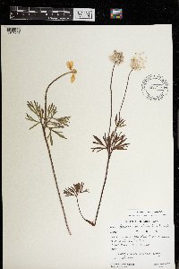 Anemone multifida image