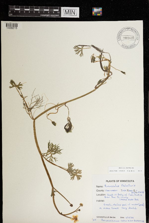 Ranunculus flabellaris image