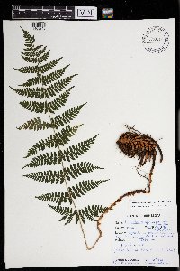 Dryopteris intermedia image
