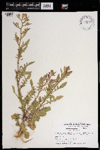 Rorippa palustris subsp. hispida image