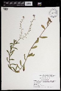 Myosotis scorpioides image