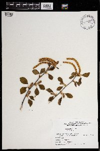 Betula nigra image
