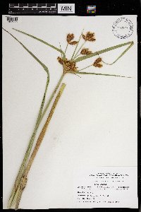 thumbnail image of current specimen