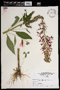 Lobelia cardinalis image