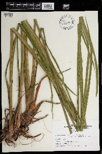 Acorus americanus image