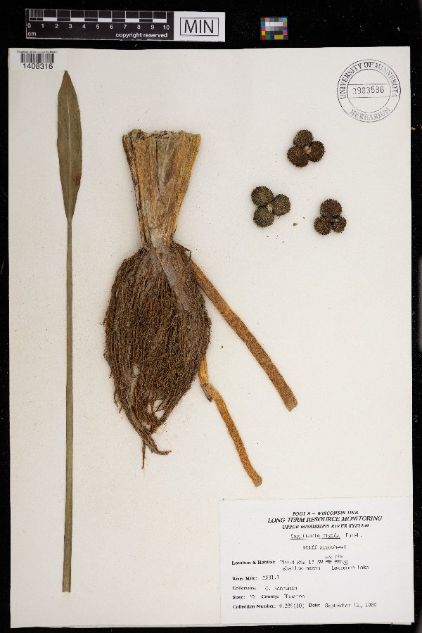Sagittaria rigida image