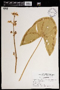 Sagittaria latifolia image