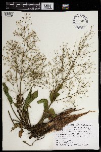 Alisma subcordatum image