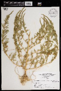 Amaranthus hybridus image