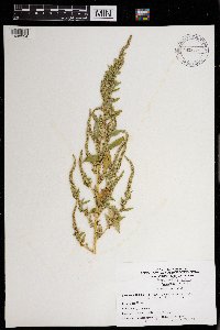 Amaranthus hybridus image