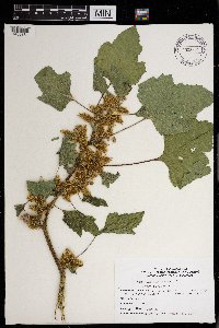 Xanthium strumarium image