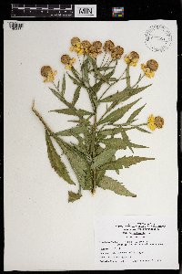 Helenium autumnale image