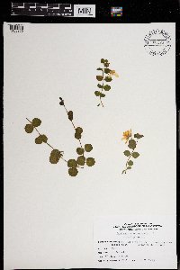 Lysimachia nummularia image