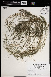 Stuckenia pectinata image