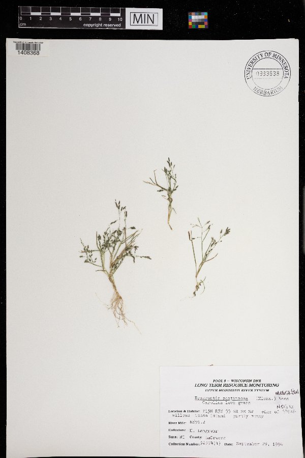 Eragrostis pectinacea image