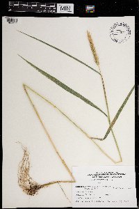 Elymus virginicus image