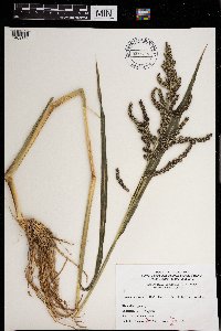 Echinochloa muricata image