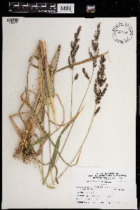 Echinochloa muricata image