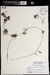 Ranunculus flabellaris image