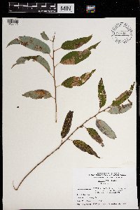 Salix nigra image