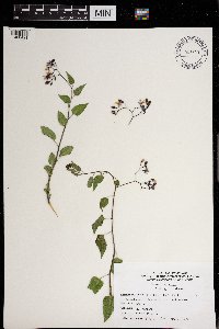 Solanum dulcamara image