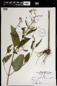 Scrophularia lanceolata image