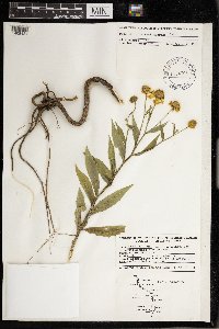 Helenium autumnale image