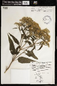 Eupatorium serotinum image
