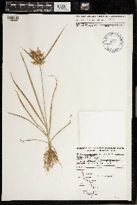 Cyperus esculentus image